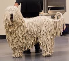 My diverse professional background includes writing and storytelling, pr and communications, team leadership and management, marketing and new business development, and event planning and execution. Komondor Westminster 2014 Komondor Dog Komondor Hairy Dog