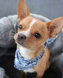 Eddie The Chihuahua Cute Dog On Instagram 6 Month Old Boop It S My Half Barkday A Very Big Smoochy Thank You Chihuahua Cute Cute Chihuahua Cute Dogs