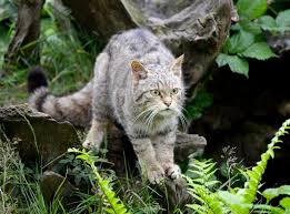 Animal extinctions may be caused by natural occurrences such as climatic heating or cooling or changes in sea levels. Return Of England S Wildcats Animals To Be Reintroduced After Being Declared Extinct In 19th Century The Independent The Independent