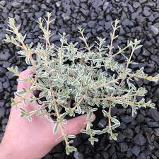 Image result for Ormocarpum kirkii