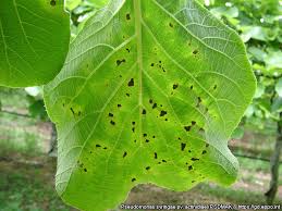 Image result for Pseudomonas syringae