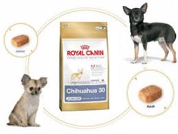 Chihuahualarda Beslenme Chihuahua Turkiye