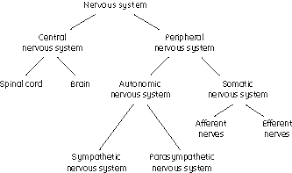 Two types of cells constitute the nervous system— neurons and neuroglia. Ap Psychology Ap Psychology