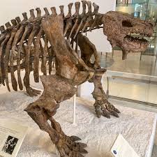 Image result for Scutosaurus