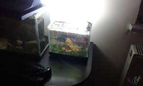 Nano 5 Litre Akvaryum