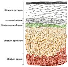 Hair will lie flat or erect according to the surrounding temperature. Lapisan Epidermis Wikipedia Bahasa Melayu Ensiklopedia Bebas