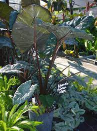 Alocasia Plumbea Nigra Metallica
