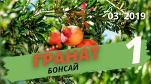 Warna merah darah buah mengandungi sejumlah besar bahan berguna yang diperlukan untuk. Cara Menanam Buah Delima Bonsai Dengan Tangan Anda Sendiri Di Rumah Dari Biji Penanaman Penjagaan Dan Pembentukan Pokok Delima