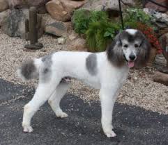 Black And White Tuxedo Standard Poodle Bandit A Black And White Silver Parti Standard Poodle Stud Standard Poodle Poodle Stud Dog