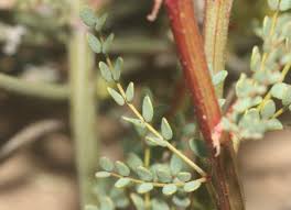 Image result for Erythrostemon