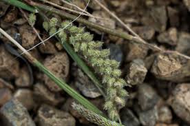 Image result for Tragus berteronianus