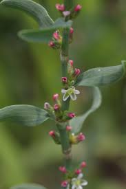 Image result for Polygonum aviculare