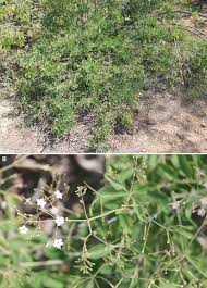 Image result for Commicarpus grandiflorus