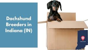 Feel free to browse hundreds of active classified puppy for sale listings, from dog breeders in pa and the surrounding. 16 Dachshund Breeders In Indiana In Dachshund Puppies For Sale Animalfate