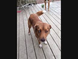 31664 n fairfield rd grayslake, il 60030. Adopt A Pet From Skokie Area Shelters See New Local Dogs Cats More Skokie Il Patch