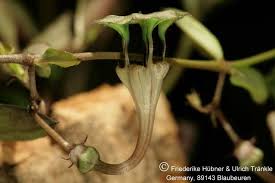 Image result for Ceropegia rendallii