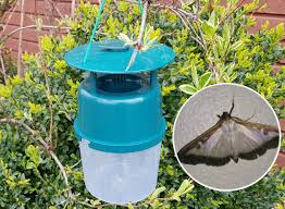 Good pheromone moth traps on a budget Box Tree Moth Trap Inc Buxus Lure Green Gardener