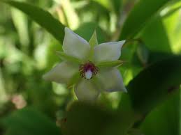 Image result for Sauvagesia