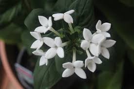 Image result for Bouvardia longiflora