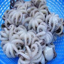 We did not find results for: Octopus Buy Live Octopus For Sale Octopus Sculpture Octopus Aquariums Product On Alibaba Com