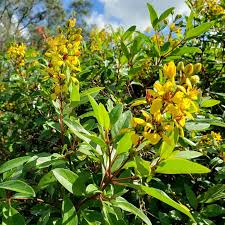 Image result for Tricalysia pallens