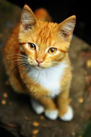 Black And White Cat With Orange Eyes Pretty Orange Cat With Orange Eyes Cute Cats Pretty Cats Orange Tabby Cats