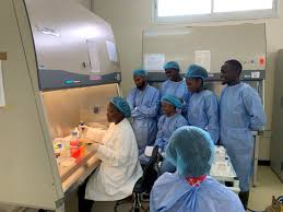 Image result for Gnidia sericocephala