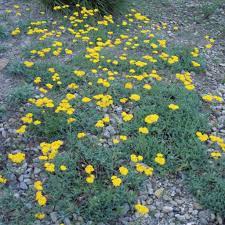 Achillea Tomentosa Woolly Yarrow Yellow Flowers Groundcover 2 Sq Ft Cover Habitat Garden Lawn Alternatives Achillea