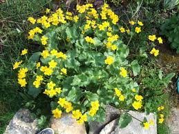 Wild edible flowers are nature's gift to the senses and there is nothing quite like using their color, fragrance and sweet flavors to complement a superfood dessert, salad or meal. Caltha Palustris Wikipedia