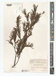 Image result for Newtonia