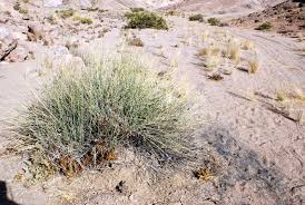 Image result for Orthanthera