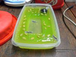 We did not find results for: This Amazing Plant Cell Model Is Made Out Of Jelly It Has A Squash Ball Nucleus And Beans For Chloropla Cell Model Project Plant Cell Project Plant Cell Model