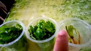 (tips) cara menyimpan bumbu dapur(bawang merah, bawang putih, daun jeruk, daun salam) supaya awet. Tips Mudah Simpan Daun Ketumbar Agar Tahan Lama Estate People Youtube