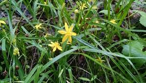 Image result for Hypoxis nyasica