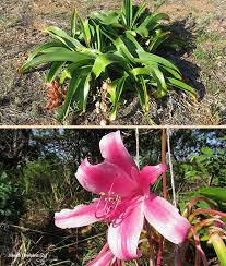 Image result for Crinum stuhlmannii