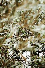 Fresh Daily Olive Tree Greek Islands Purple Home
