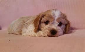 He is a real sweet pea who will bring you lots of joy. Cavachon Puppies Pets And Animals For Sale Texas