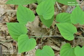 Image result for Polystachya villosa