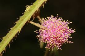 Image result for Mimosa mossambicensis