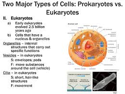 We did not find results for: Chapter 8 Cell Structure Ppt Download