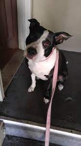 Healthy pets animal hospital, previously known as animal medical hospital, has been serving the community for over 35 years. Healthy Pets Animal Hospital 2022 4th Ave E Olympia Wa Veterinarians Mapquest