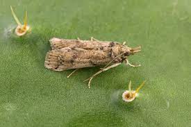 They are quite prolific here in the southwest also. Cactoblastis Cactorum Wikipedia