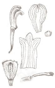 Image result for Didymoplexis