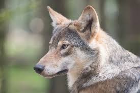 The eastern wolf— also known as great lakes wolf, eastern timber wolf, algonquin wolf or deer wolf — has been deemed a distinct species from their western cousins, according to a review by u.s. Speak Of The Devil Why Are There So Many Wolves In The French Language The Local