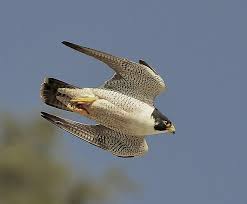 Peregrine Falcon Birds Of Prey New York Nature S Speed Peregrine Falcon Beautiful Birds Pet Birds