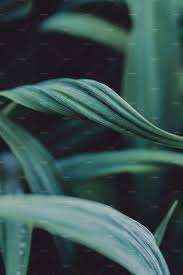Curvy Leaf Portrait Abstract Photography Abstract Photographs Abstract Photography Texture