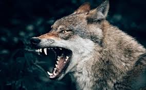 The most common type of wolf is the gray wolf, or timber wolf. Leadership Styles Jesus Vs The Wolves Good Faith Media
