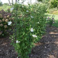 White knock out® shrub rose. White Pillar Rose Of Sharon Hibiscus Syriacus Proven Winners