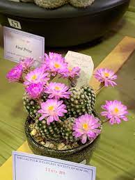 See actions taken by the people who manage and post content. The Cactus And Succulent Society Of Nsw Inc Home Facebook