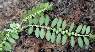 Image result for Phyllanthus boehmii